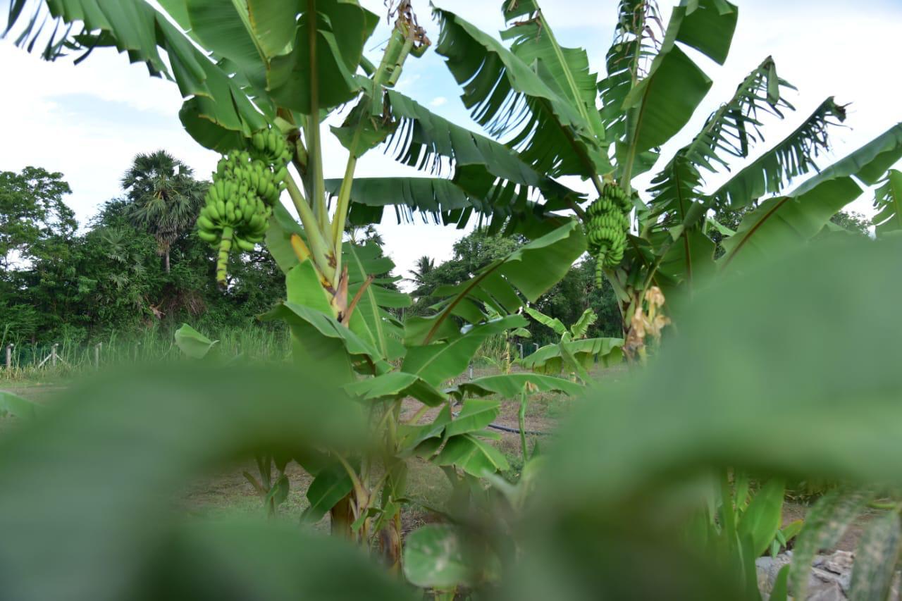 banana trees