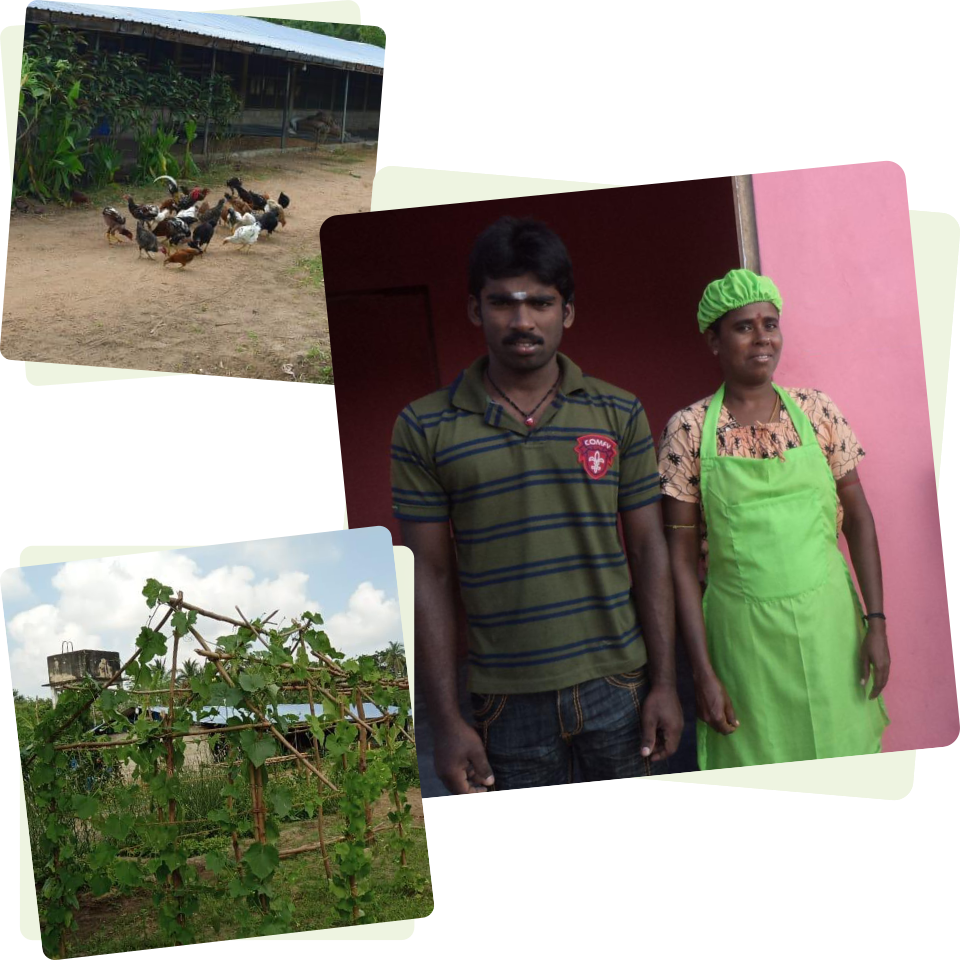 collage of people, chickens pecking and green structure