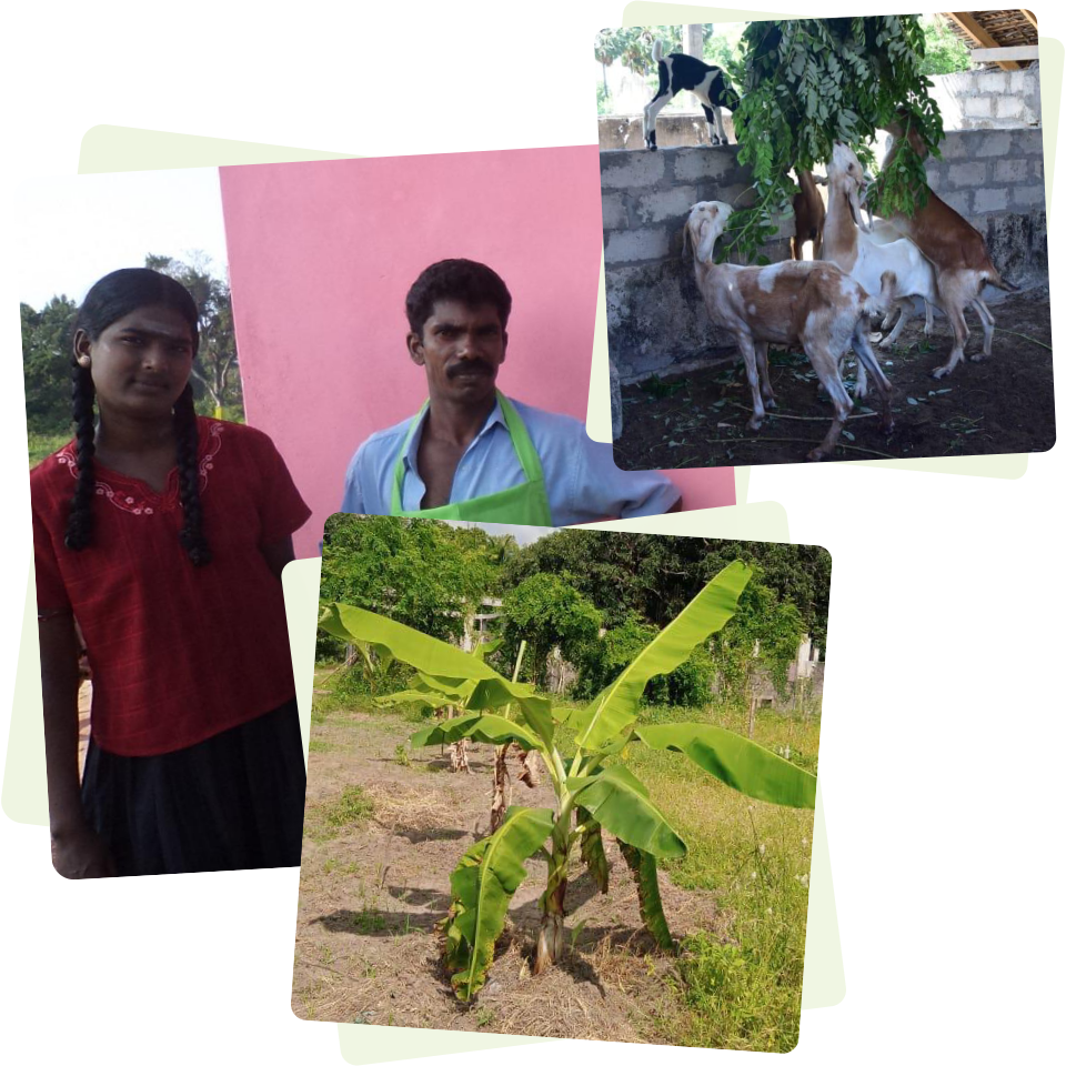 collage of people, goats and banana tree