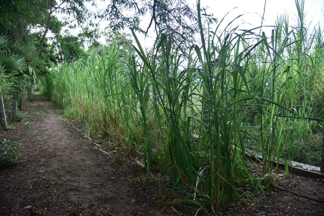 hedge and path